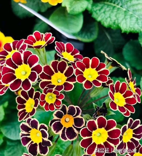 冬天好養(yǎng)活的花卉植物_冬天好養(yǎng)活的植物_冬天什么植物好養(yǎng)活