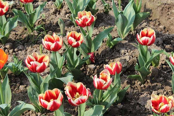 宿根花卉根系_花卉宿根是什么意思_宿根花卉有哪些花卉