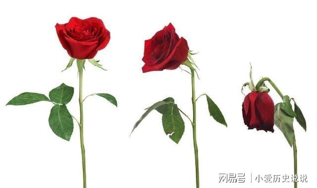 鮮花保鮮長(zhǎng)時(shí)間讓它不開花_如何讓鮮花保鮮時(shí)間更長(zhǎng)_鮮花保鮮長(zhǎng)時(shí)間讓它死亡