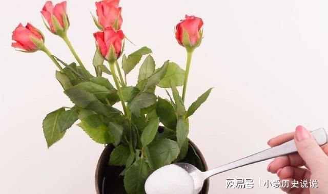 鮮花保鮮長(zhǎng)時(shí)間讓它不開花_鮮花保鮮長(zhǎng)時(shí)間讓它死亡_如何讓鮮花保鮮時(shí)間更長(zhǎng)