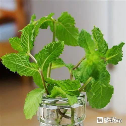 凈化二手煙味的植物_凈化二手煙的室內(nèi)植物_凈化空氣的室內(nèi)植物二手煙