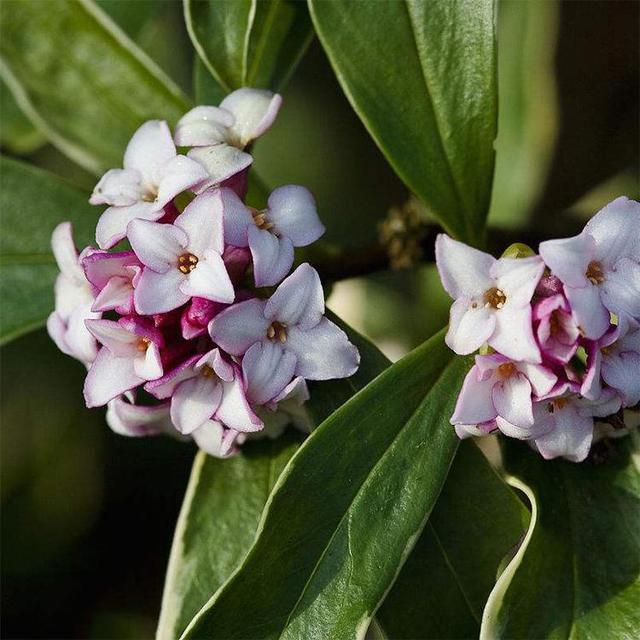 冬季室外最耐寒的15種花卉_花卉耐寒區(qū)_冬季室外耐寒的花卉有哪些