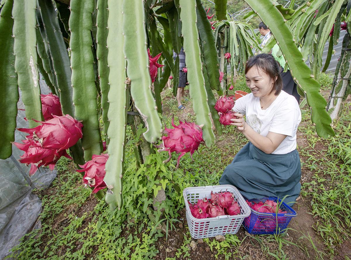 朋友搬家送什么綠植好_送搬家綠植朋友好不好_朋友搬家送綠植一顆還是兩顆好