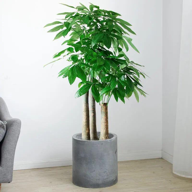 室內(nèi)植物喜陰的有哪些_室內(nèi)植物喜陰還是喜陰_喜陰的室內(nèi)植物
