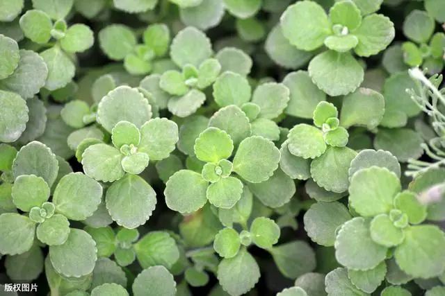 耐寒又耐熱的多肉植物_耐熱的多肉有哪些_耐熱耐寒的多肉植物