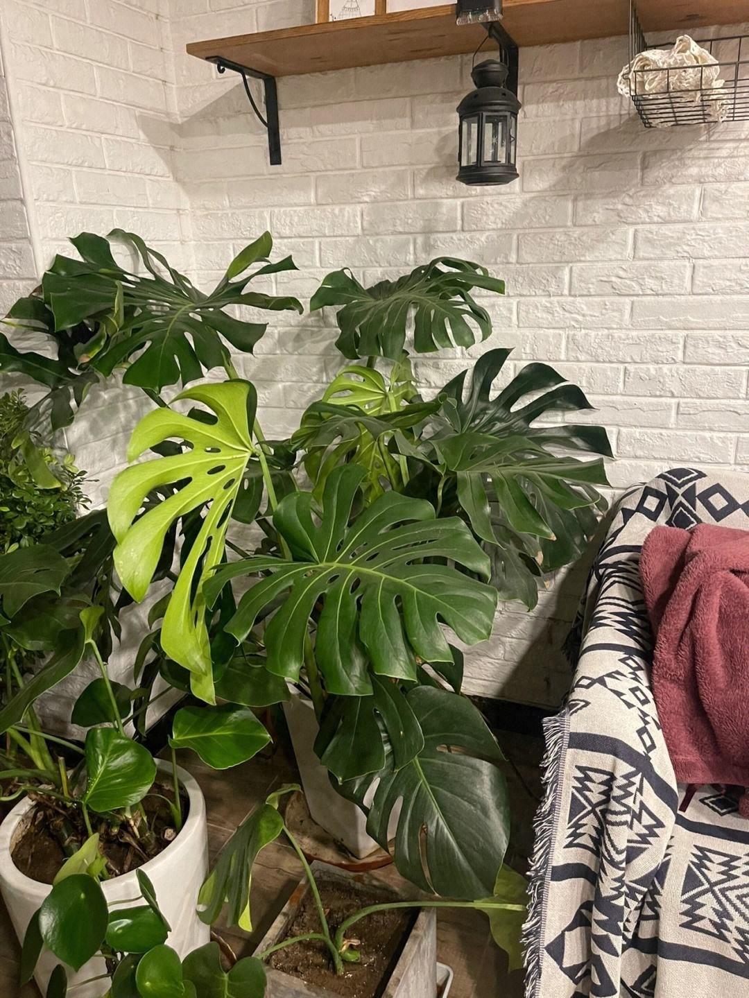 室內(nèi)養(yǎng)花，選這“6種花”，漂亮耐陰好養(yǎng)很皮實(shí)，吸灰塵添美感