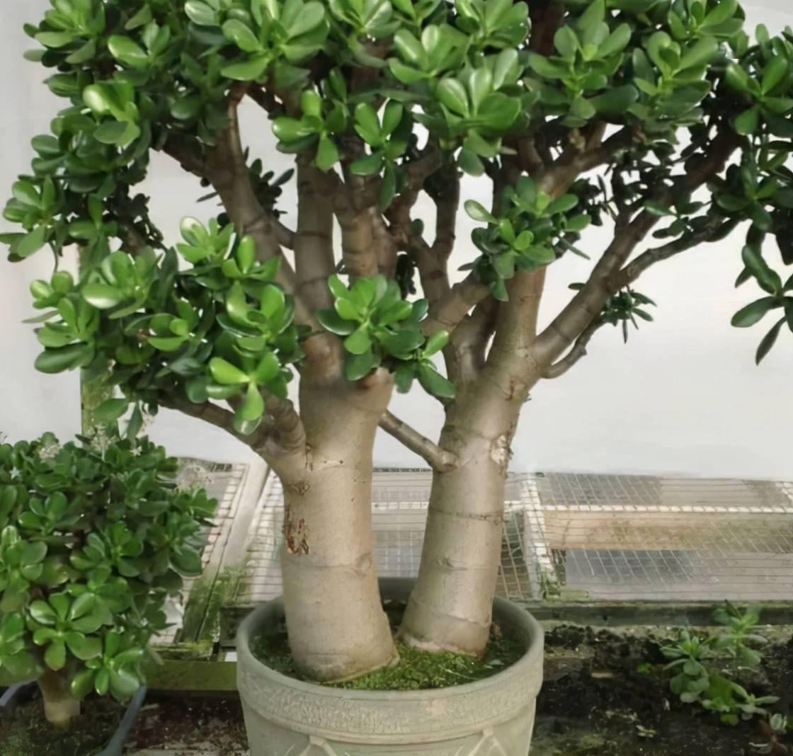 室內(nèi)養(yǎng)適合花的植物_十種適合室內(nèi)養(yǎng)的花_室內(nèi)養(yǎng)適合花草的植物