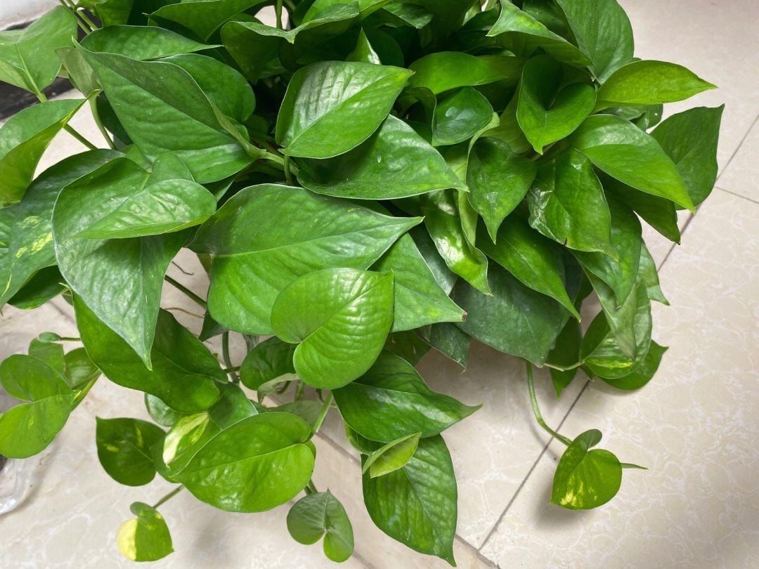 室內(nèi)養(yǎng)適合花的植物_室內(nèi)養(yǎng)適合花草的植物_十種適合室內(nèi)養(yǎng)的花