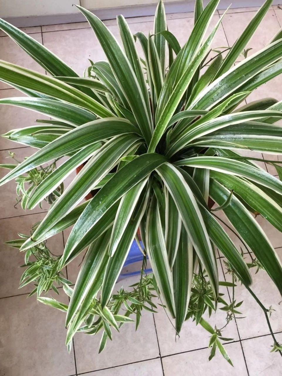 室內(nèi)養(yǎng)適合花草的植物_室內(nèi)養(yǎng)適合花的植物_十種適合室內(nèi)養(yǎng)的花