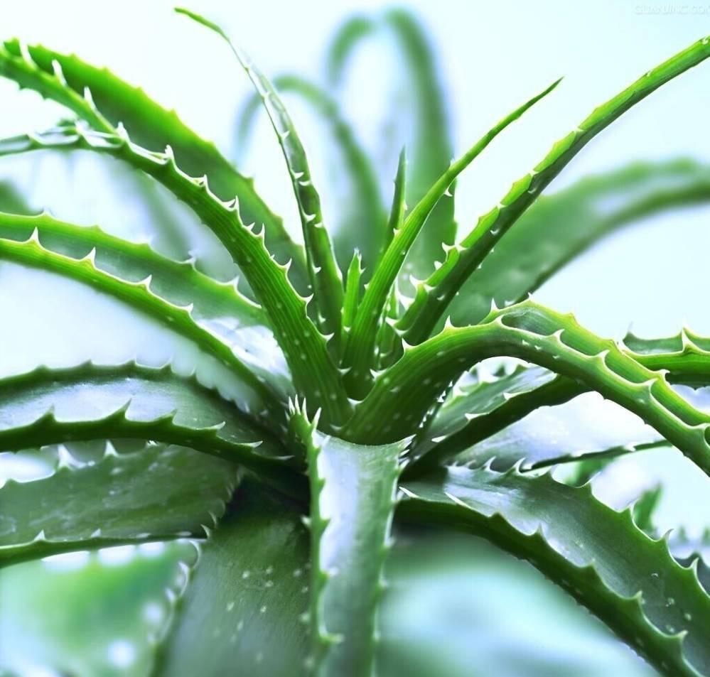 十種適合室內(nèi)養(yǎng)的花_室內(nèi)養(yǎng)適合花草的植物_室內(nèi)養(yǎng)適合花的植物