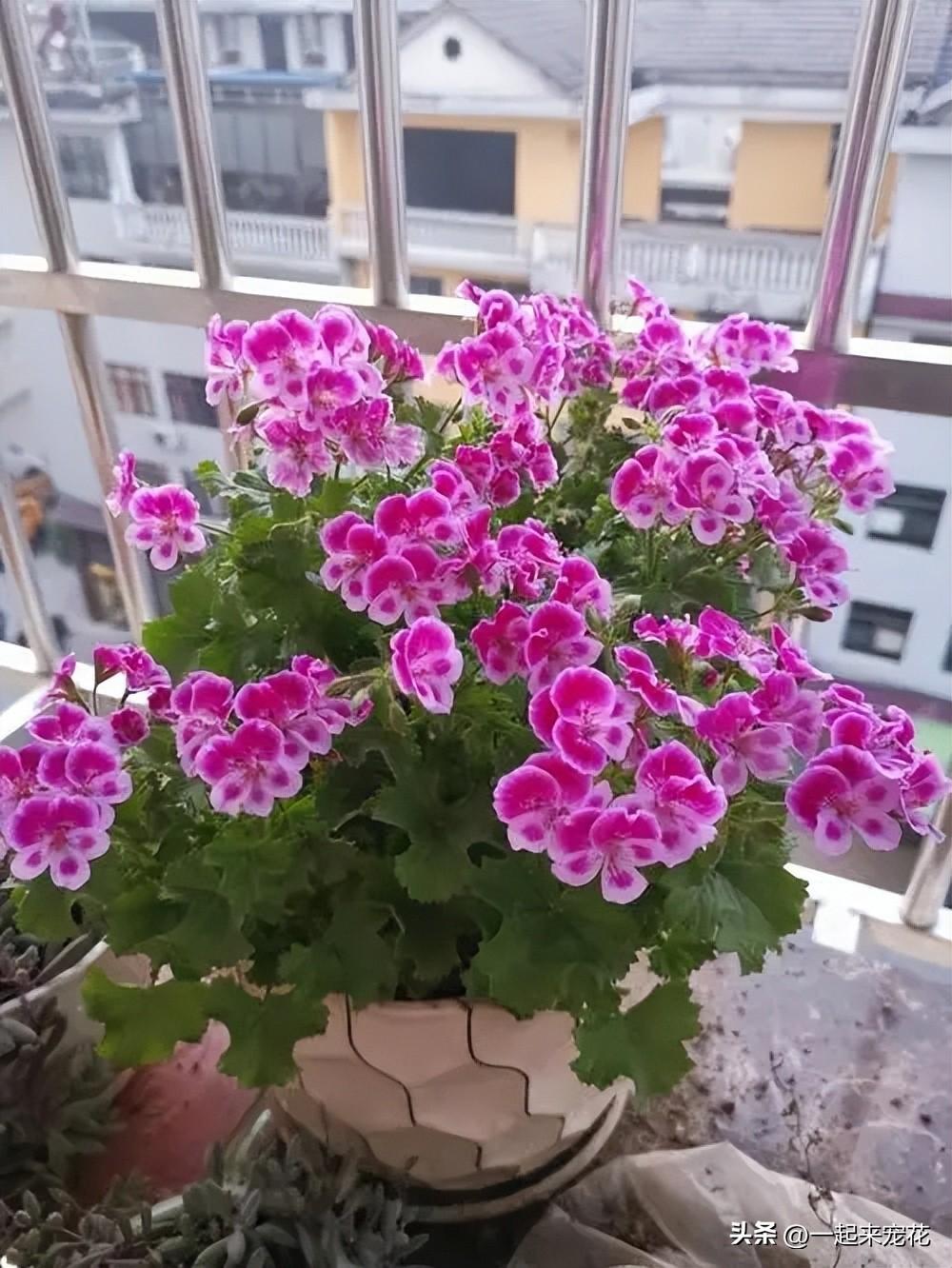 臥室養(yǎng)花可以用吡蟲啉嗎_臥室可以養(yǎng)花嗎_臥室養(yǎng)花可以開空調(diào)嗎