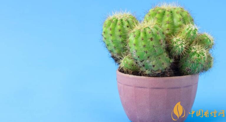 干燥室內(nèi)養(yǎng)植物好嗎_室內(nèi)干燥養(yǎng)什么植物最好_干燥的室內(nèi)養(yǎng)什么植物