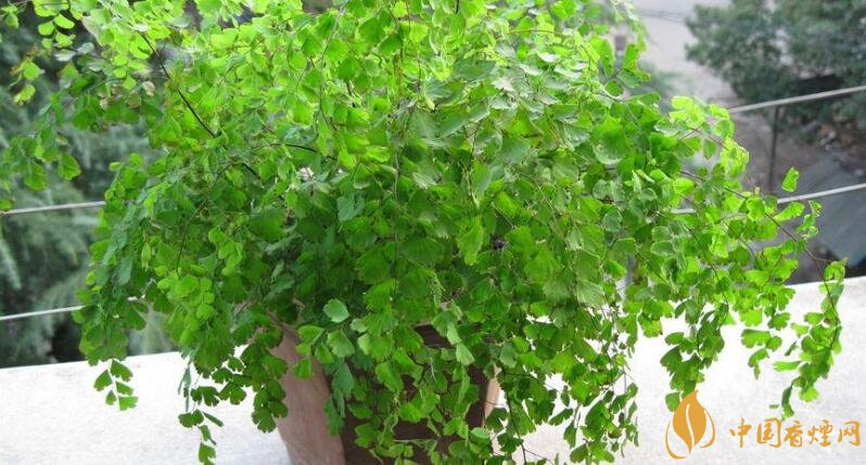 干燥的室內(nèi)養(yǎng)什么植物_干燥室內(nèi)養(yǎng)植物好嗎_室內(nèi)干燥養(yǎng)什么植物最好