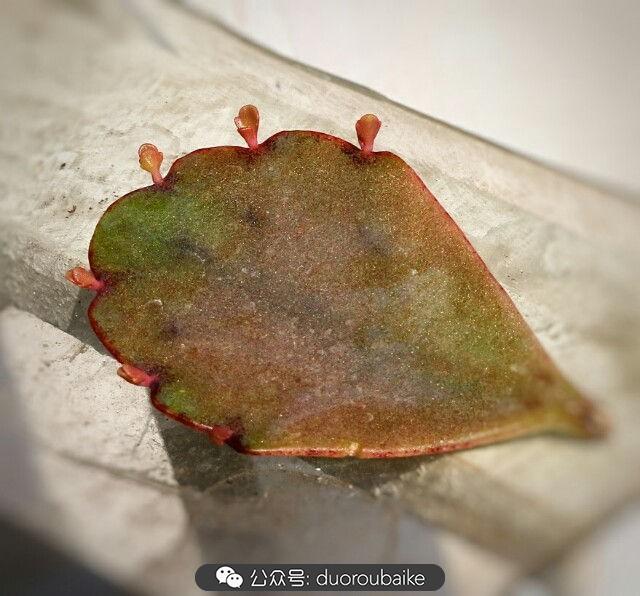 植物多肉是什么顏色_多肉是植物_植物多肉是什么意思