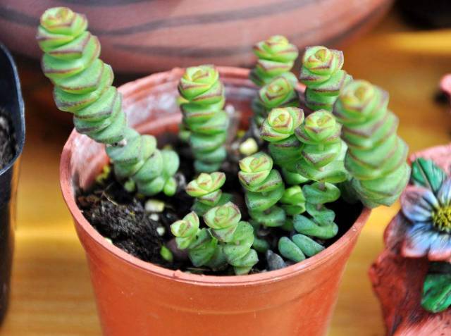 多肉植物識別大全_看一下多肉植物_看多肉植物