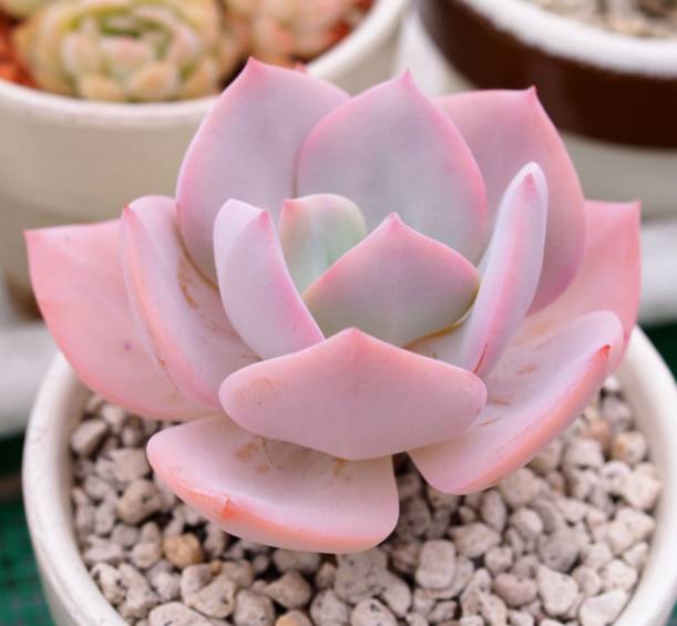 多肉植物識別大全_看一下多肉植物_看多肉植物