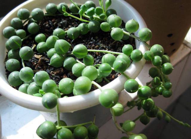 多肉植物識別大全_看多肉植物_看一下多肉植物