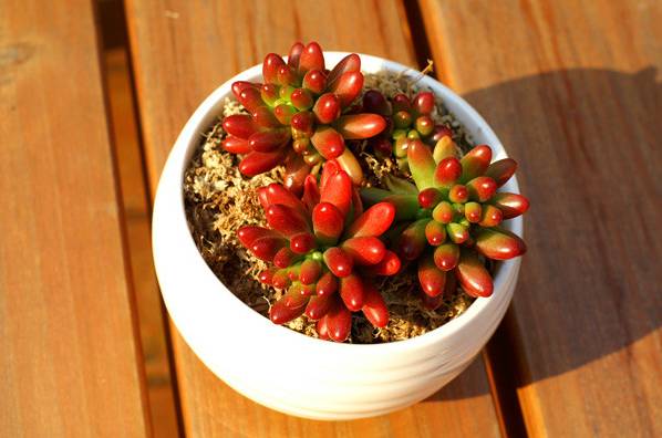 多肉植物識別大全_看多肉植物_看一下多肉植物