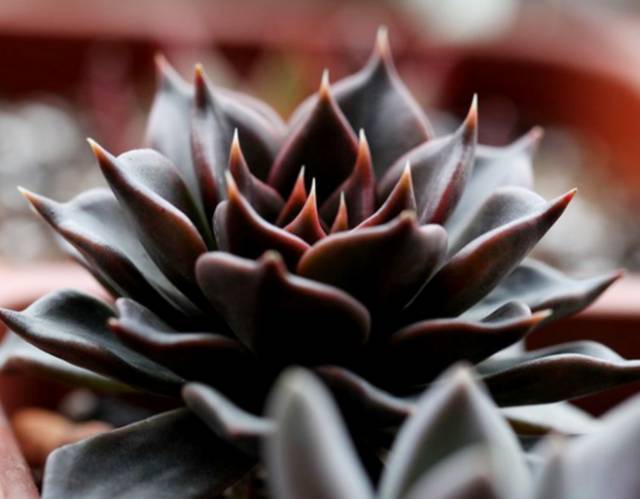 看多肉植物_看一下多肉植物_多肉植物識別大全