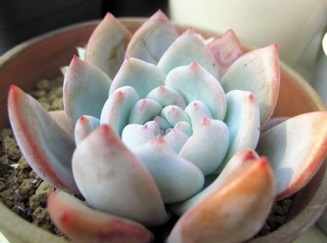 看一下多肉植物_多肉植物識別大全_看多肉植物