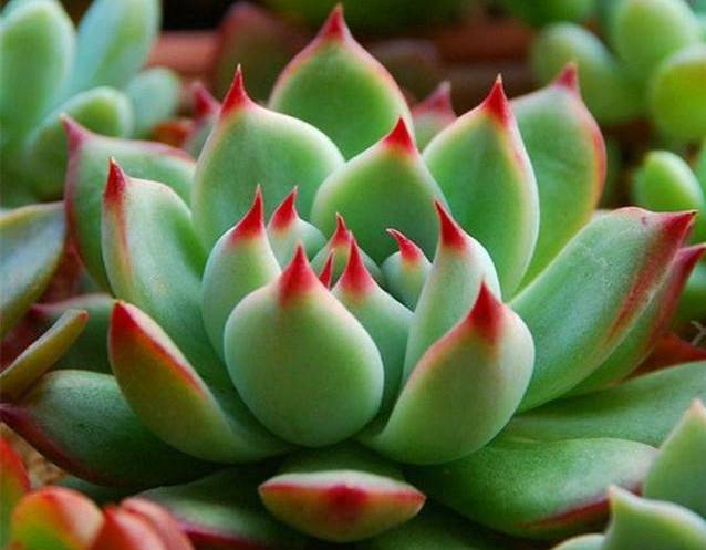看一下多肉植物_看多肉植物_多肉植物識別大全