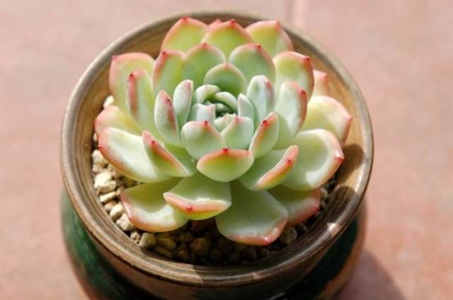 看一下多肉植物_看多肉植物_多肉植物識別大全