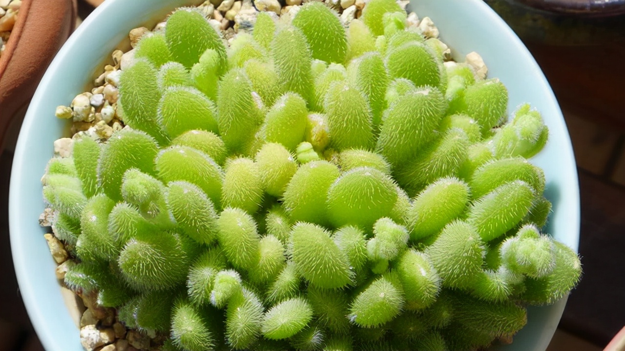 喜陰好養(yǎng)的室內(nèi)多肉植物（這10款多肉耐陰能力強(qiáng)，在室內(nèi)陽(yáng)臺(tái)上照樣長(zhǎng)得漂亮