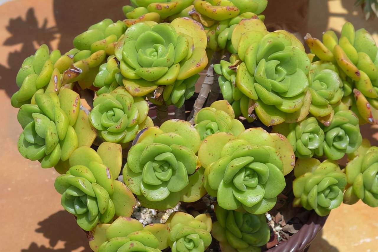 室內(nèi)養(yǎng)植物多肉好嗎_多肉植物室內(nèi)養(yǎng)_室內(nèi)養(yǎng)植物多肉怎么養(yǎng)