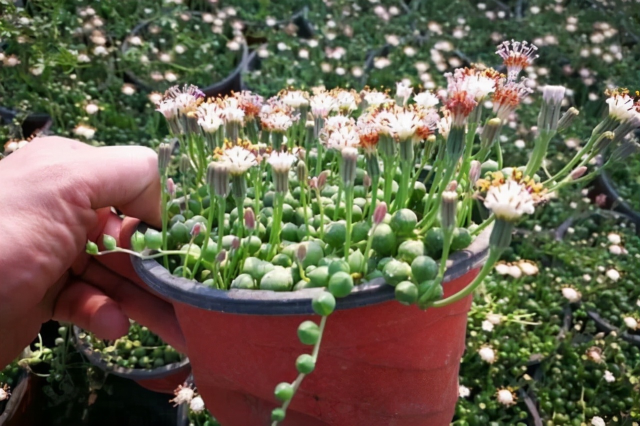 室內(nèi)養(yǎng)植物多肉好嗎_室內(nèi)養(yǎng)植物多肉怎么養(yǎng)_多肉植物室內(nèi)養(yǎng)