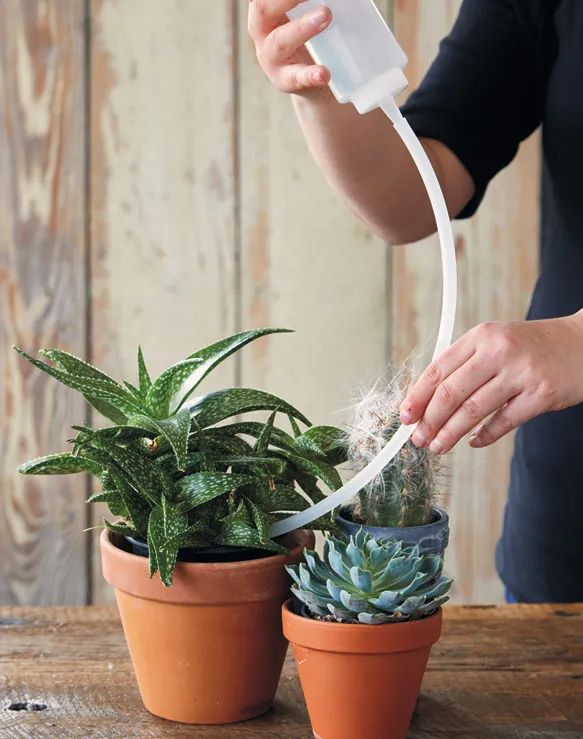 盆栽多肉好養(yǎng)嗎_多肉植物室內(nèi)盆栽好養(yǎng)_盆栽室內(nèi)養(yǎng)植物多肉好嗎