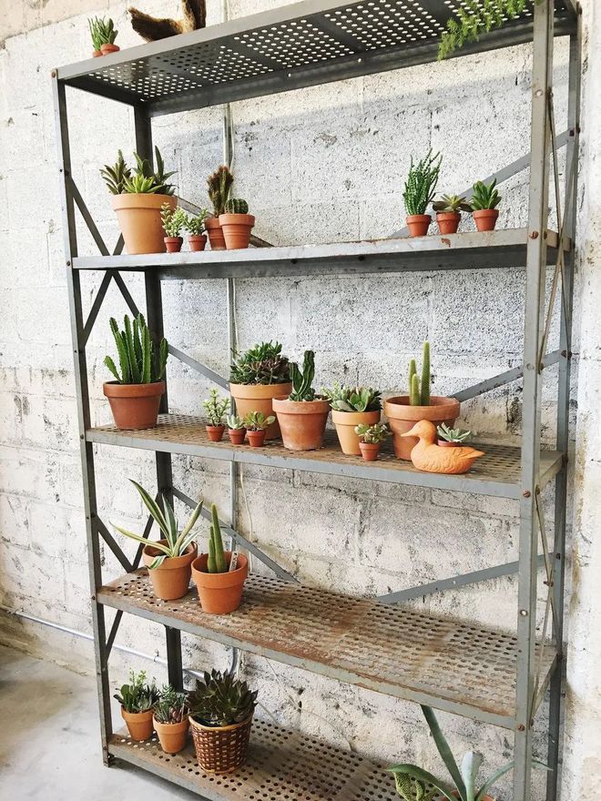 多肉植物室內(nèi)盆栽好養(yǎng)_盆栽室內(nèi)養(yǎng)植物多肉好嗎_盆栽多肉好養(yǎng)嗎