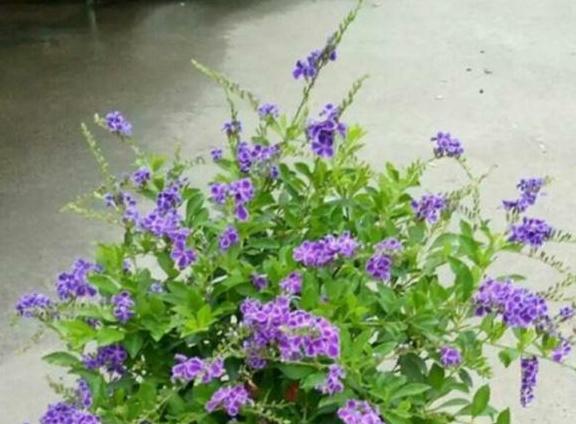 巧克力花冬天怎么養(yǎng)_巧克力花冬天能修剪嗎_巧克力花過冬