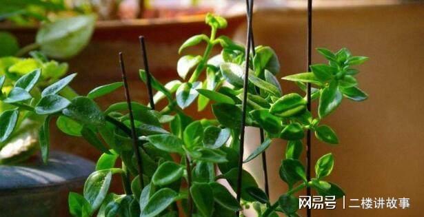 別養(yǎng)多肉綠蘿了，這4種新型吊蘭，一開(kāi)就是300多天，還能凈化空氣