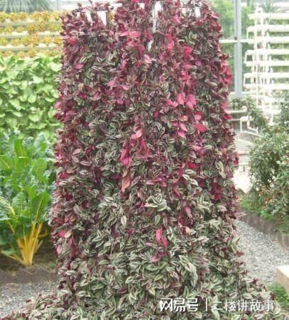 凈化空氣植物多肉好養(yǎng)嗎_凈化空氣植物多肉怎么養(yǎng)_凈化空氣植物多肉