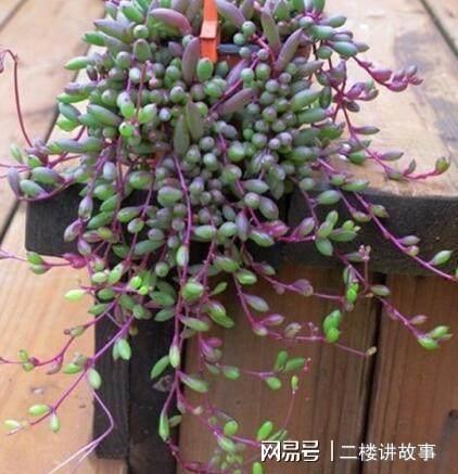 凈化空氣植物多肉好養(yǎng)嗎_凈化空氣植物多肉怎么養(yǎng)_凈化空氣植物多肉