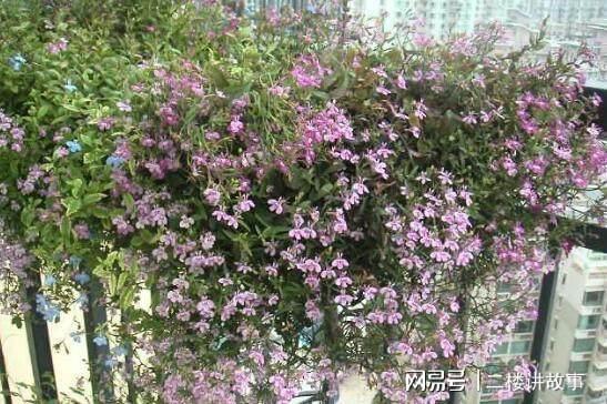 凈化空氣植物多肉好養(yǎng)嗎_凈化空氣植物多肉怎么養(yǎng)_凈化空氣植物多肉