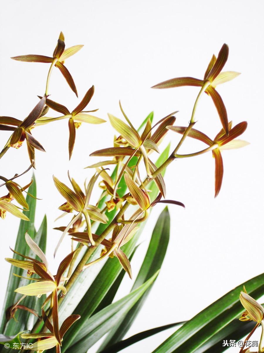 冬養(yǎng)綠植適合天然環(huán)境嗎_冬天適合養(yǎng)植物_適合冬天養(yǎng)的綠植