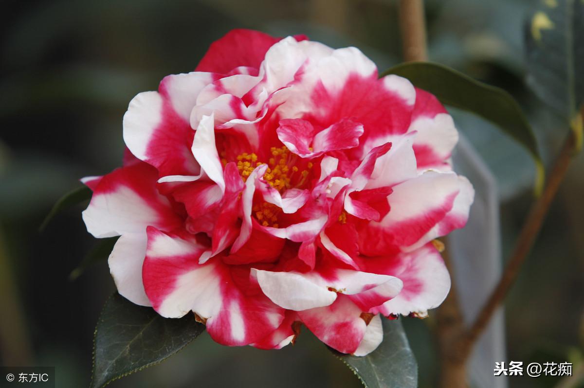 冬天適合養(yǎng)植物_適合冬天養(yǎng)的綠植_冬養(yǎng)綠植適合天然環(huán)境嗎