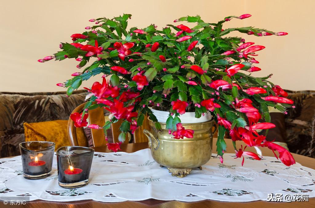 冬天適合養(yǎng)植物_適合冬天養(yǎng)的綠植_冬養(yǎng)綠植適合天然環(huán)境嗎