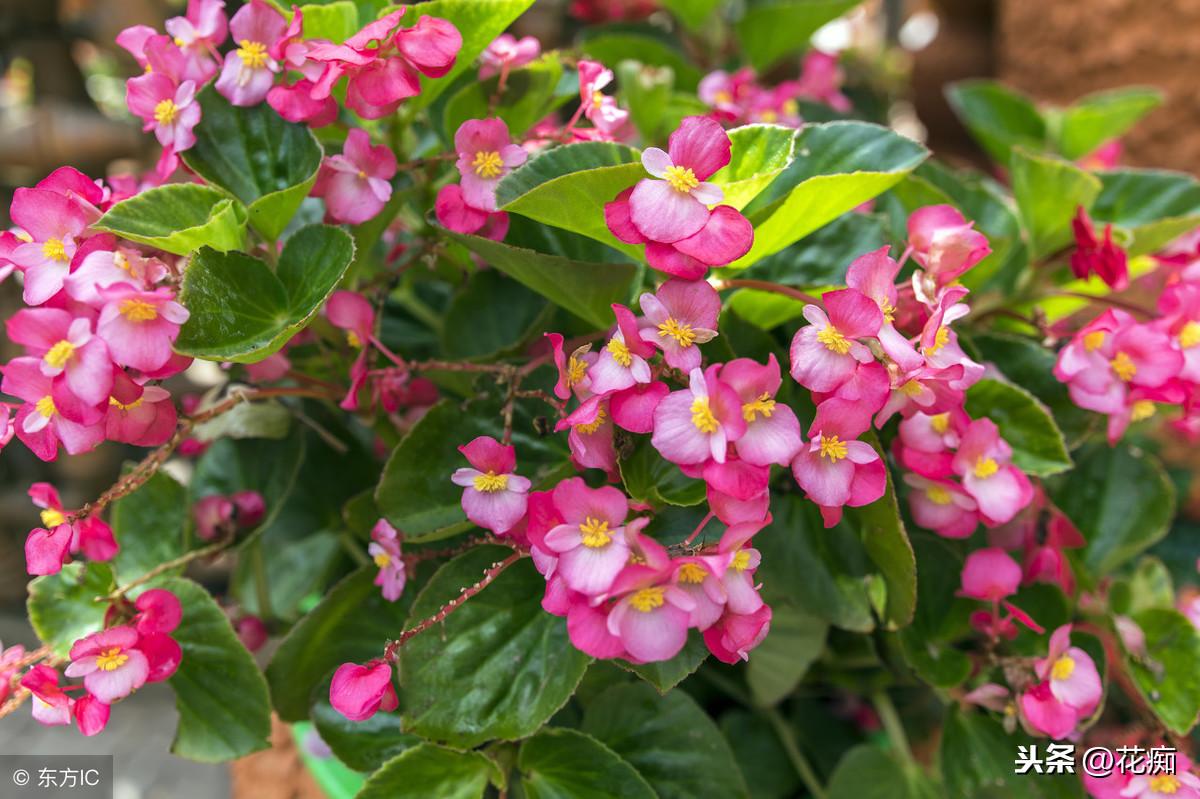 冬天適合養(yǎng)植物_冬養(yǎng)綠植適合天然環(huán)境嗎_適合冬天養(yǎng)的綠植