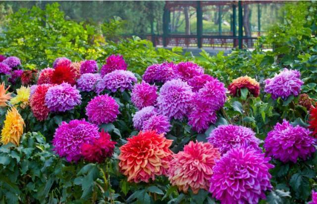 宿根花卉有哪些_花卉宿根是什么意思_宿根花卉根系