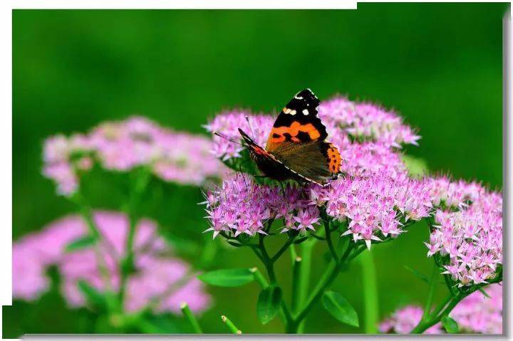 宿根花卉有哪些_花卉宿根是什么意思_宿根花卉根系