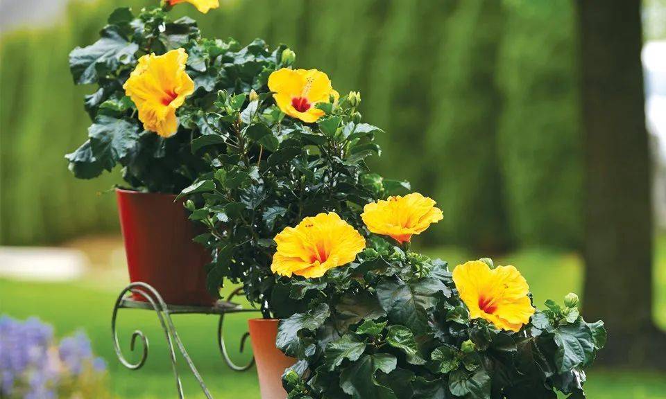 室內比較好養(yǎng)的植物_室內植物哪個好養(yǎng)活_室內養(yǎng)什么植物最好排名