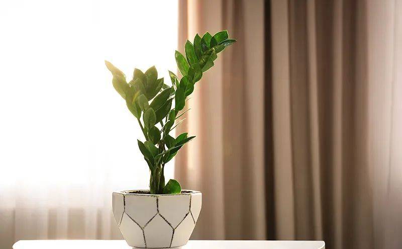 室內養(yǎng)什么植物最好排名_室內比較好養(yǎng)的植物_室內植物哪個好養(yǎng)活