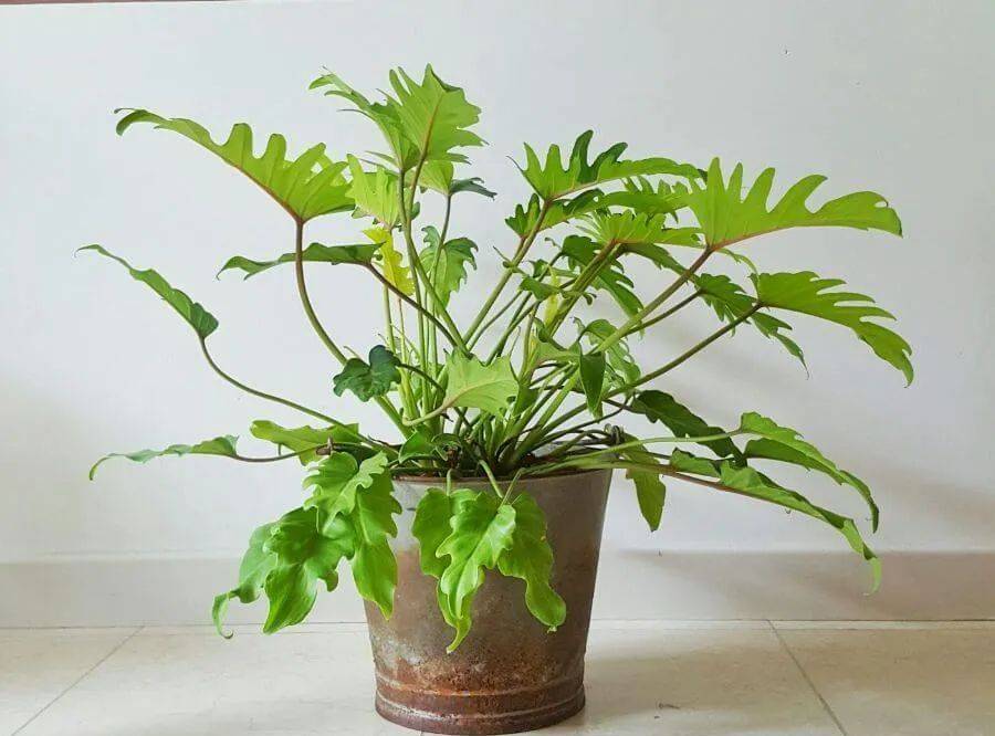 室內養(yǎng)什么植物最好排名_室內比較好養(yǎng)的植物_室內植物哪個好養(yǎng)活