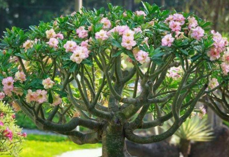 <strong>原標(biāo)題：俗話說(shuō)：“勤人養(yǎng)魚，懶人養(yǎng)花”，6種花最適合懶人去養(yǎng)</strong>