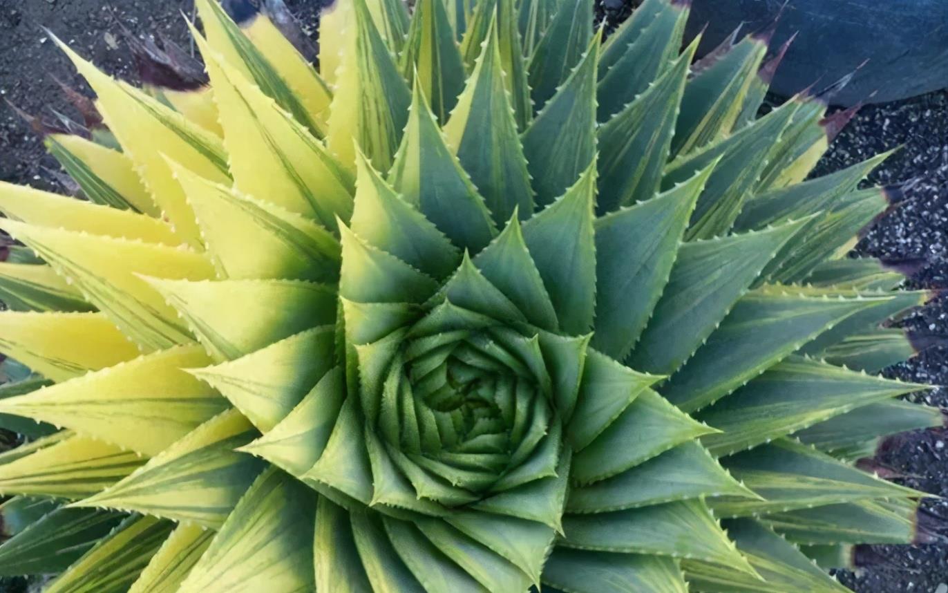 適合懶人養(yǎng)的花卉_花卉養(yǎng)適合懶人盆栽嗎_懶人養(yǎng)的花