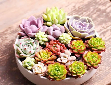 養(yǎng)哪些多肉不利風(fēng)水