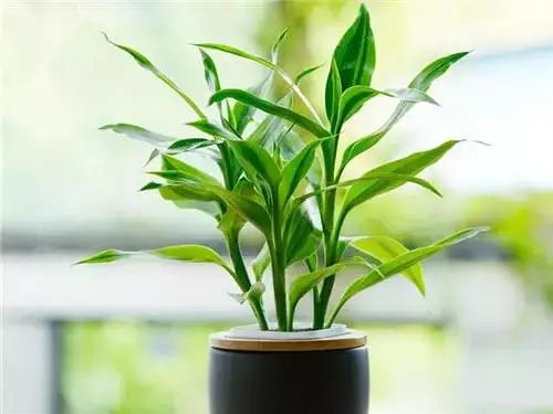 室內養(yǎng)綠植可以凈化空氣嗎_可以室內養(yǎng)的綠植_室內養(yǎng)綠植可以增加濕度嗎