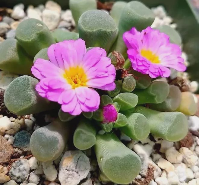 粉色多肉都有哪些_粉色花的多肉_開粉色花的多肉植物